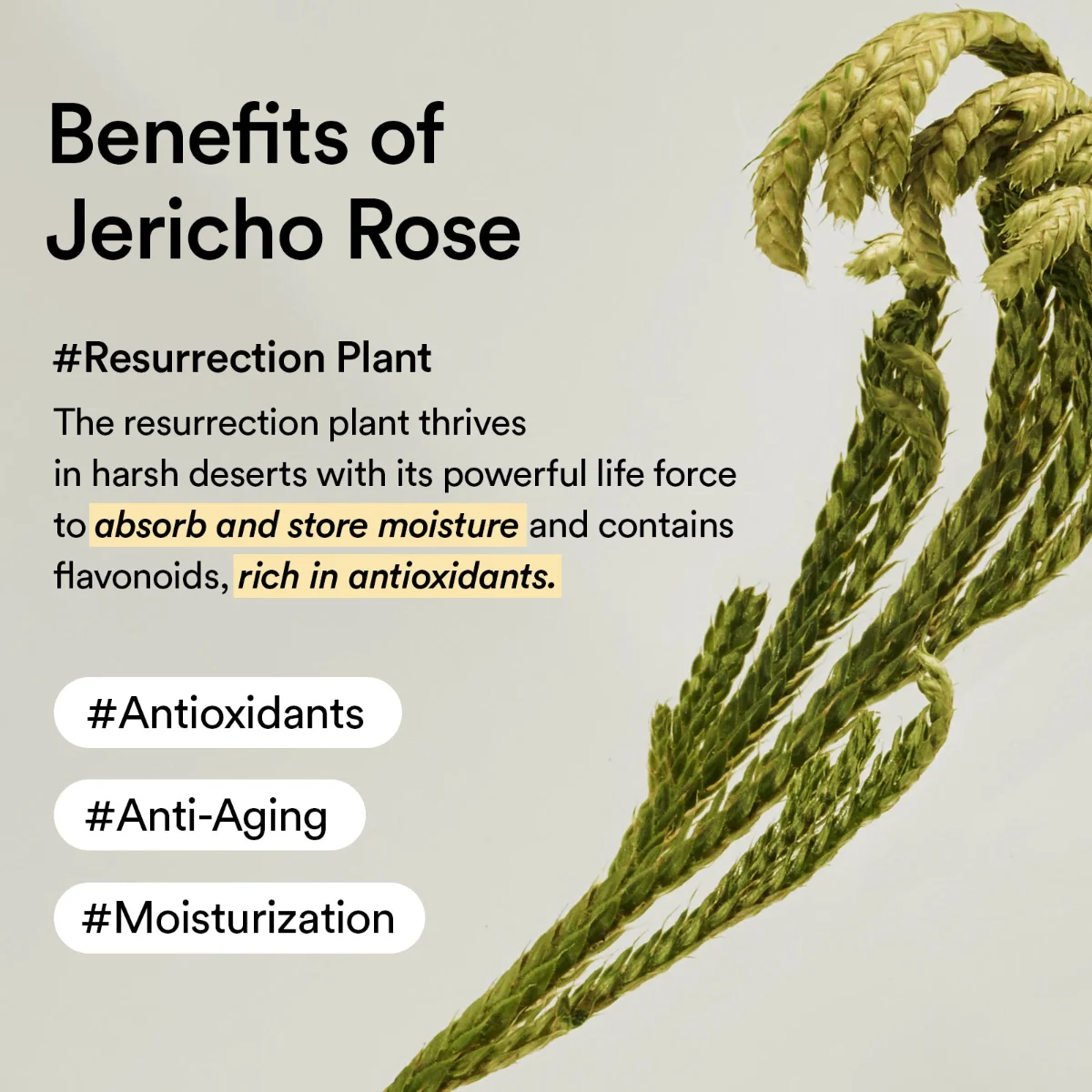 ABIB Jericho Rose Creme Nutrition Tube 75 ml